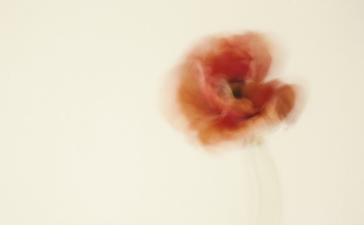 Abstract art with a central red and orange poppy on a beige background